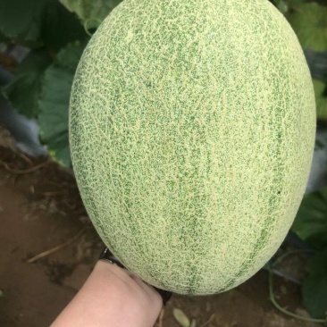 保质保量哈密瓜量大从优