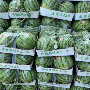 长期供应西瓜源头供应价格美丽