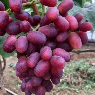 葡萄正宗诚信经营