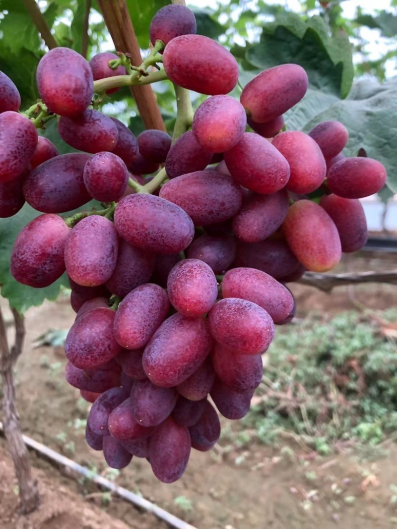 葡萄正宗诚信经营