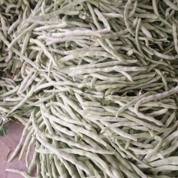 白芸豆、大量上市，需要的联系，袁光辉蔬菜交易服务站