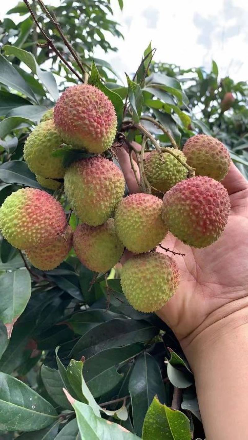营养多汁价格美丽荔枝
