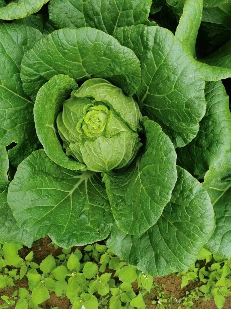应季白菜长期供应全网低价诚信经营