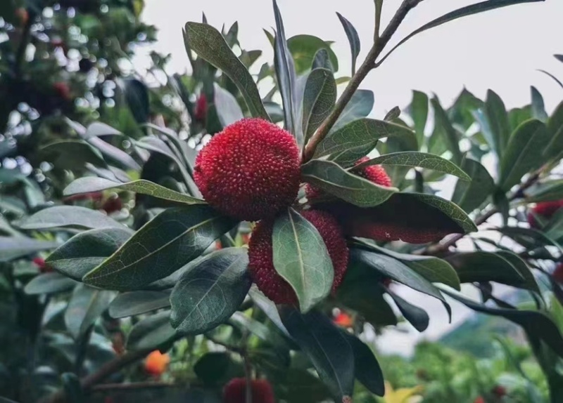 产地直发应季杨梅量大从优