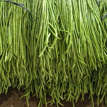 天然新鲜豆角电商供货超高性价比
