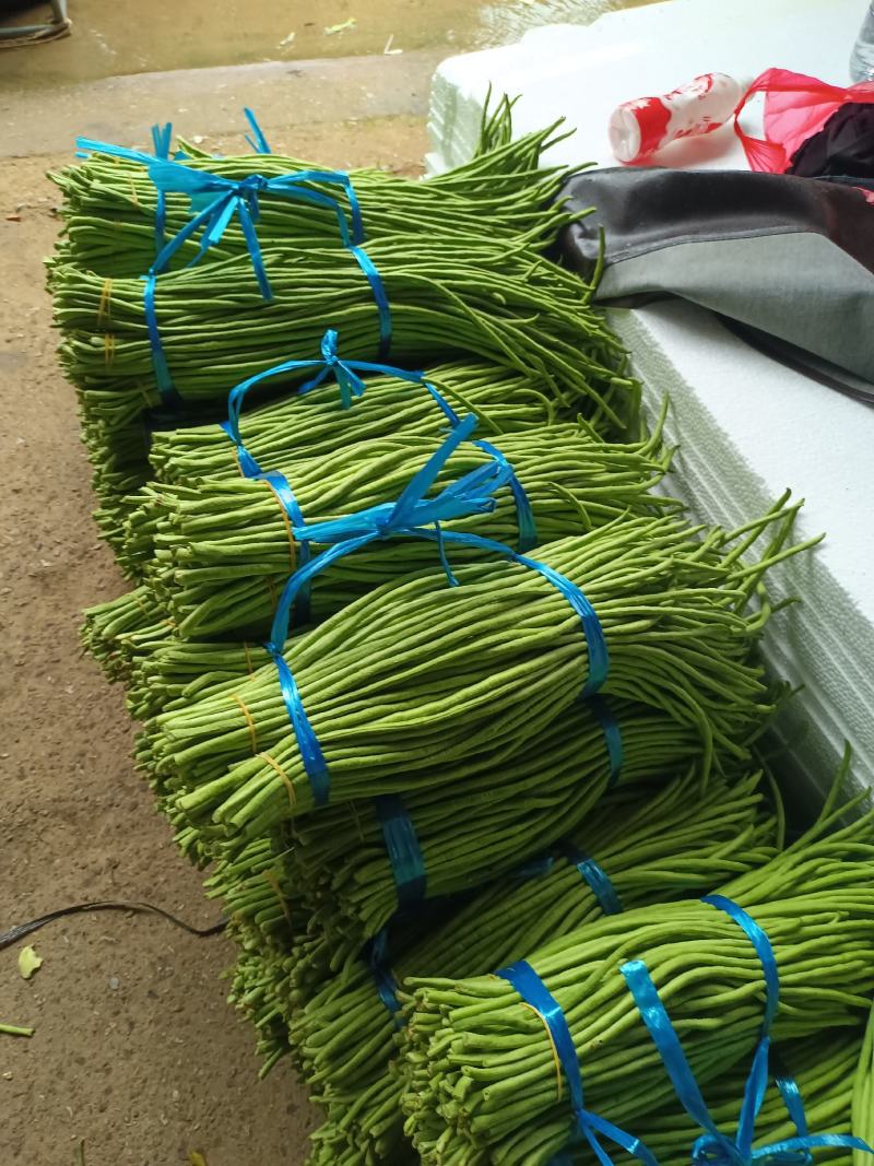 应季豆角源头供应诚信经营