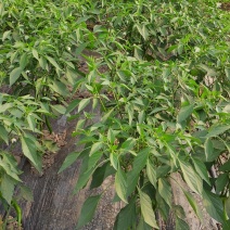 正规货源鲜辣椒随时有货价格美丽