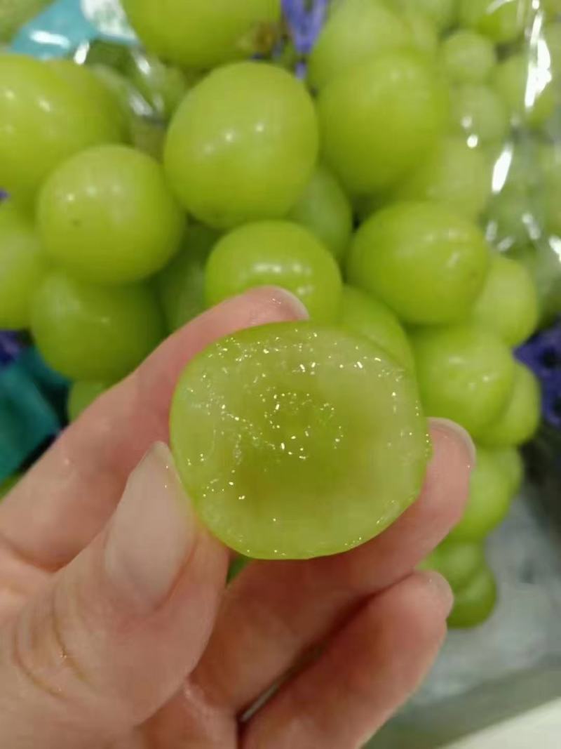 农户直销优质阳光玫瑰，巨峰，早红葡萄，开园上市热卖中……