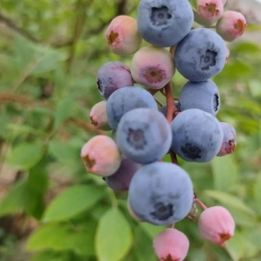 蓝莓规格齐全量大从优