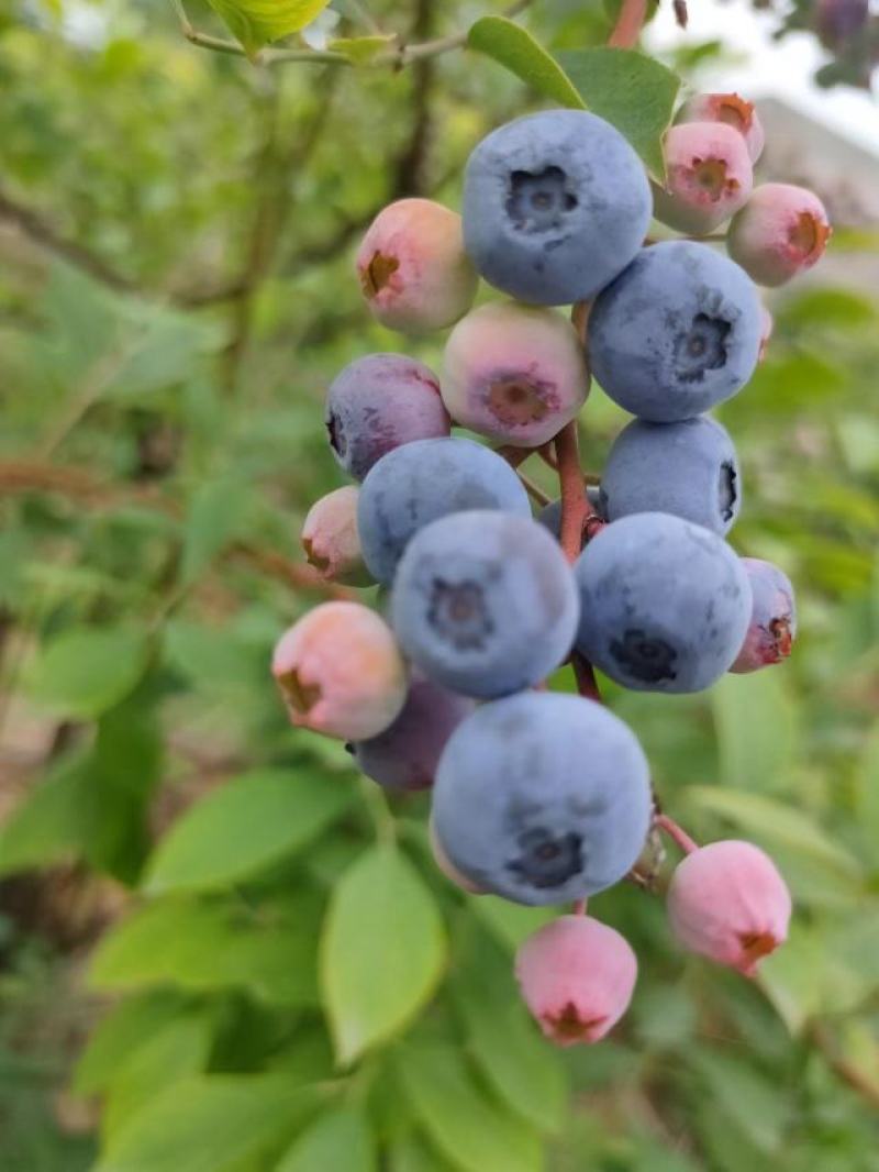 蓝莓规格齐全量大从优
