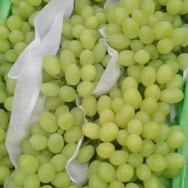 正品保障葡萄随时可聊