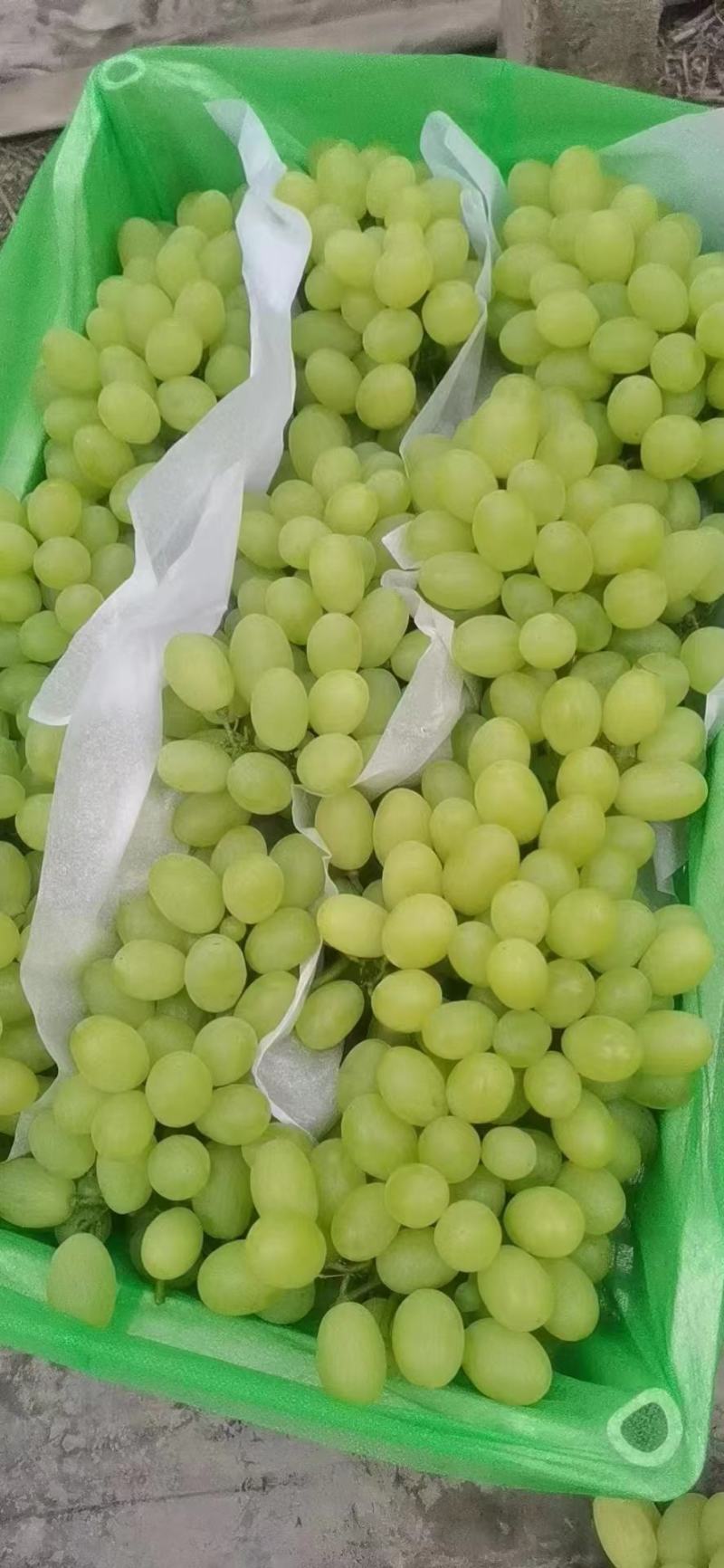 正品保障葡萄随时可聊