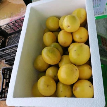 百香果量大优惠全国包邮