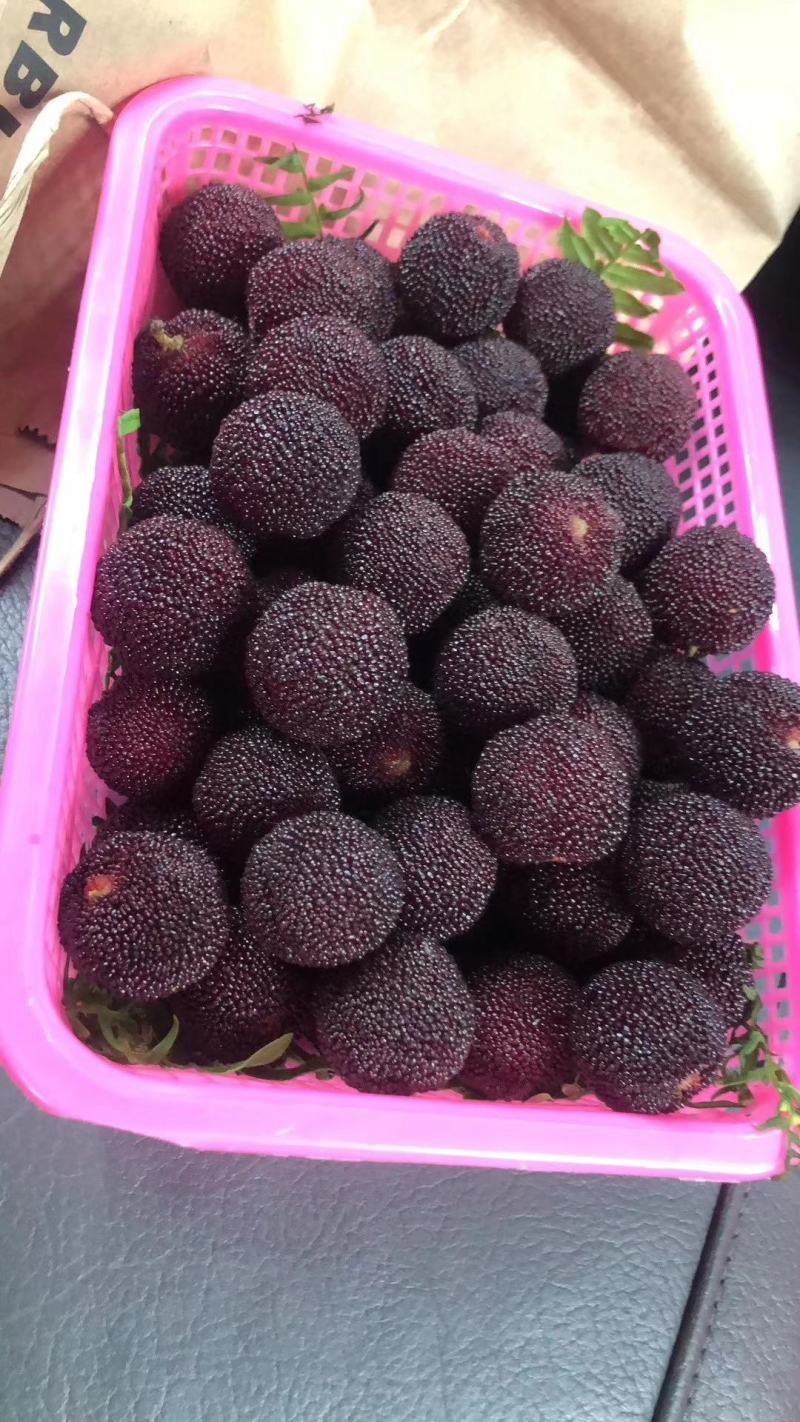 正宗杨梅全国包邮