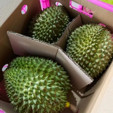 榴莲超级性价比欢迎联系