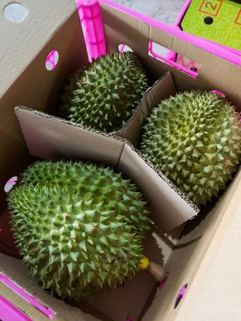 榴莲超级性价比欢迎联系
