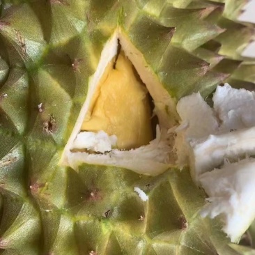 榴莲电商供货随时有货