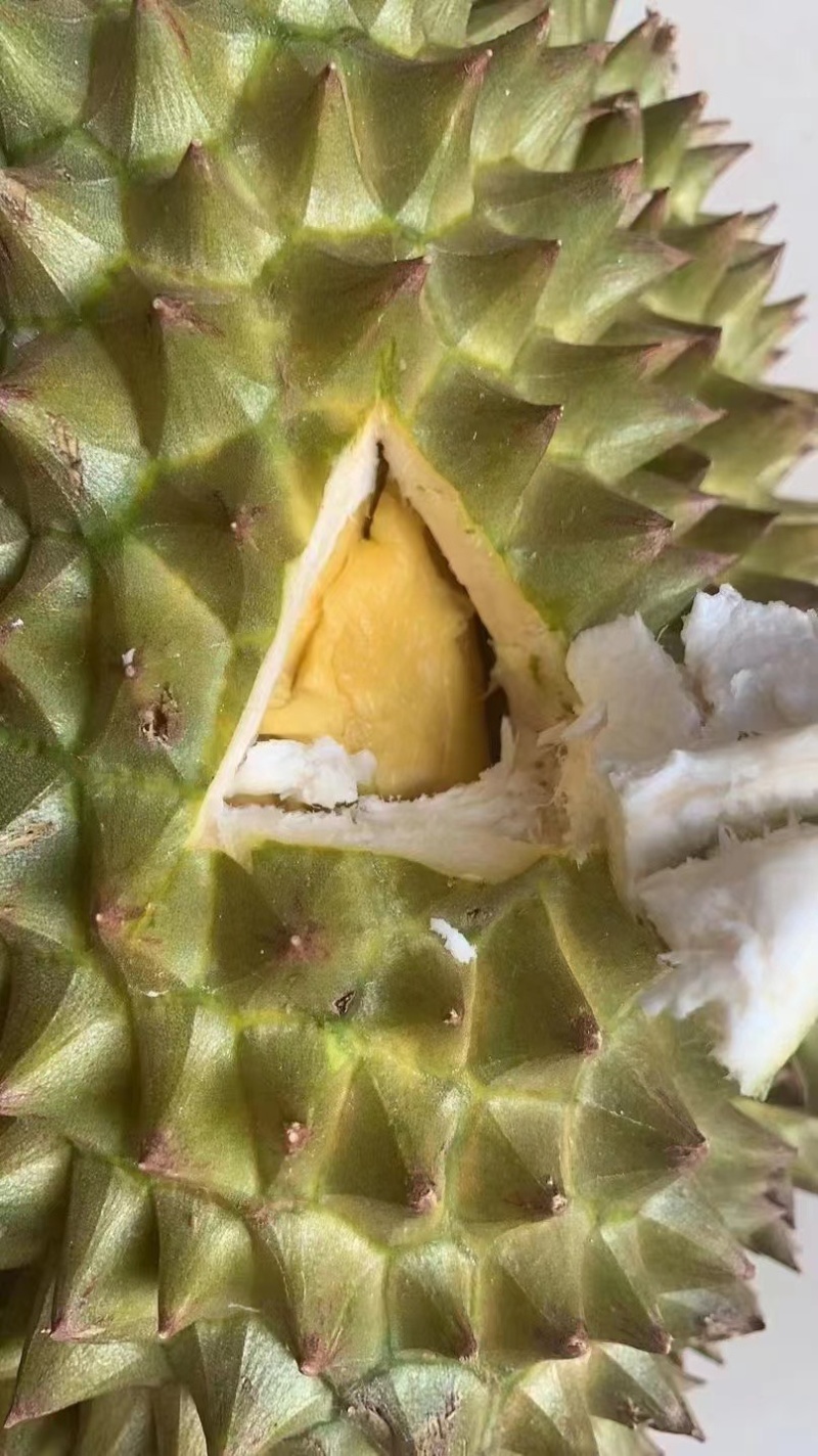 榴莲电商供货随时有货