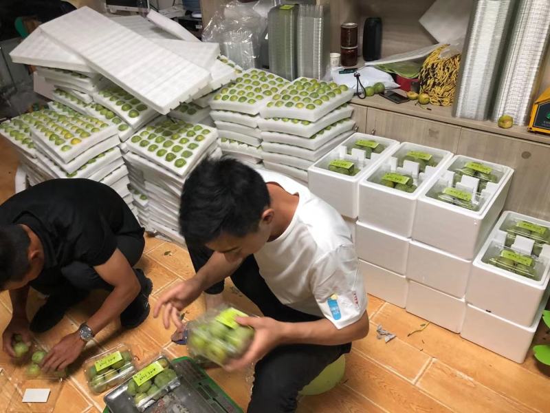 中华名果巫山脆李专业代办电商一件代发