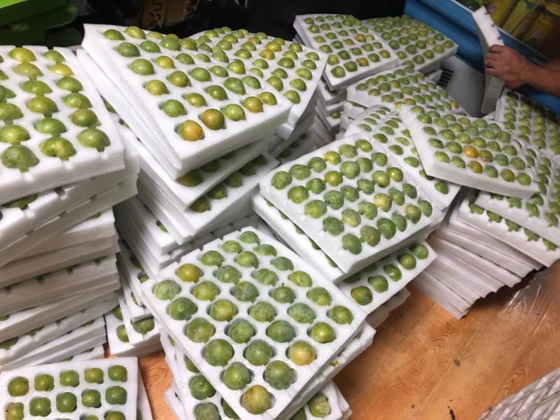 中华名果巫山脆李专业代办电商一件代发