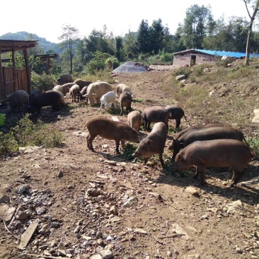 农家散养活猪批发混批量大优惠