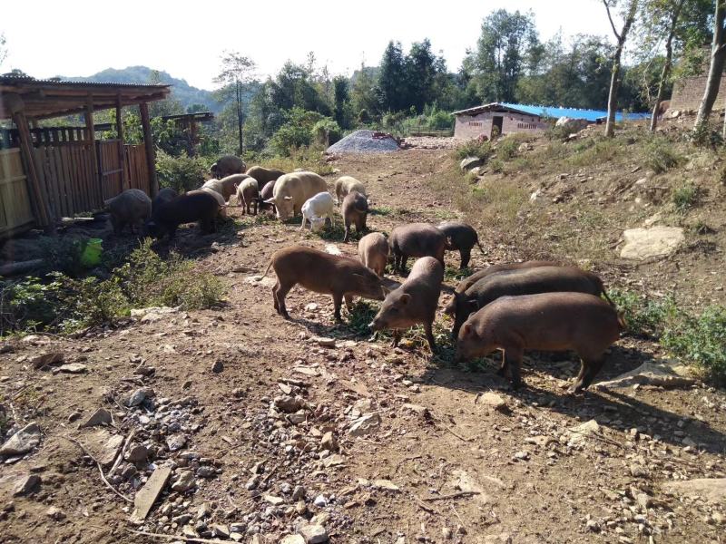 农家散养活猪批发混批量大优惠