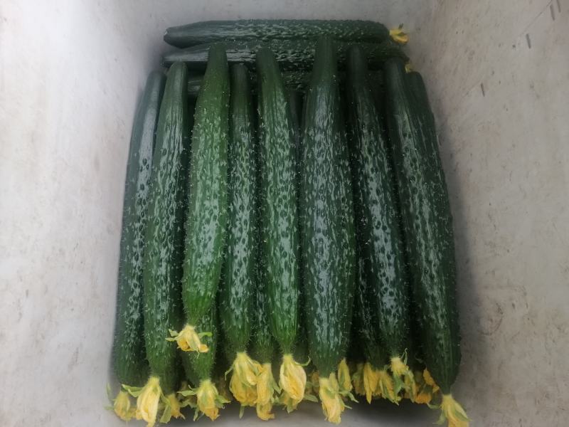 正品黄瓜长期供货量大优惠