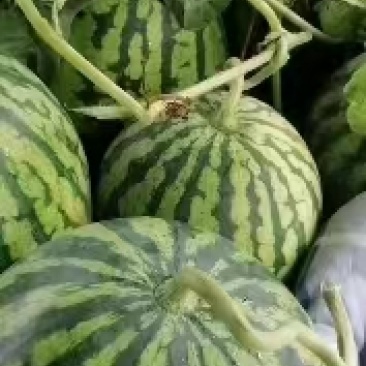 正宗西瓜甜度高品质好