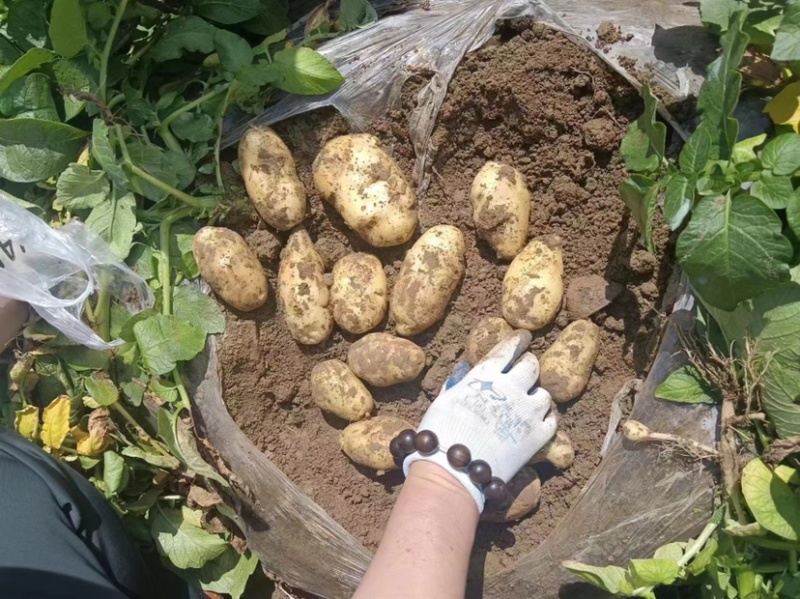 天然新鲜土豆源头供应量大优惠欢迎电话咨询