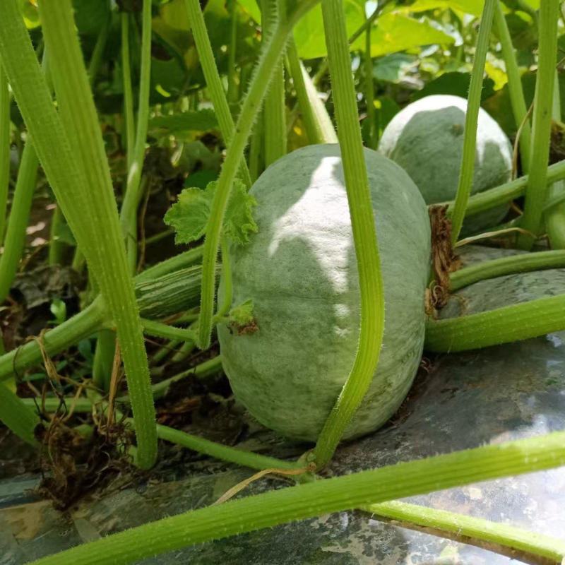 应季南瓜长期有货正品保障