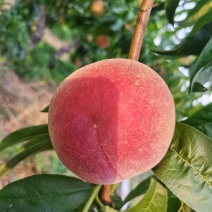 精品桃支持拿样