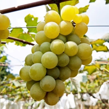 葡萄货源充足量大优惠