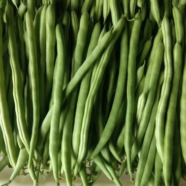 现货秒发天然新鲜四季豆欢迎咨询