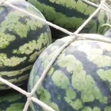 西瓜正宗应季