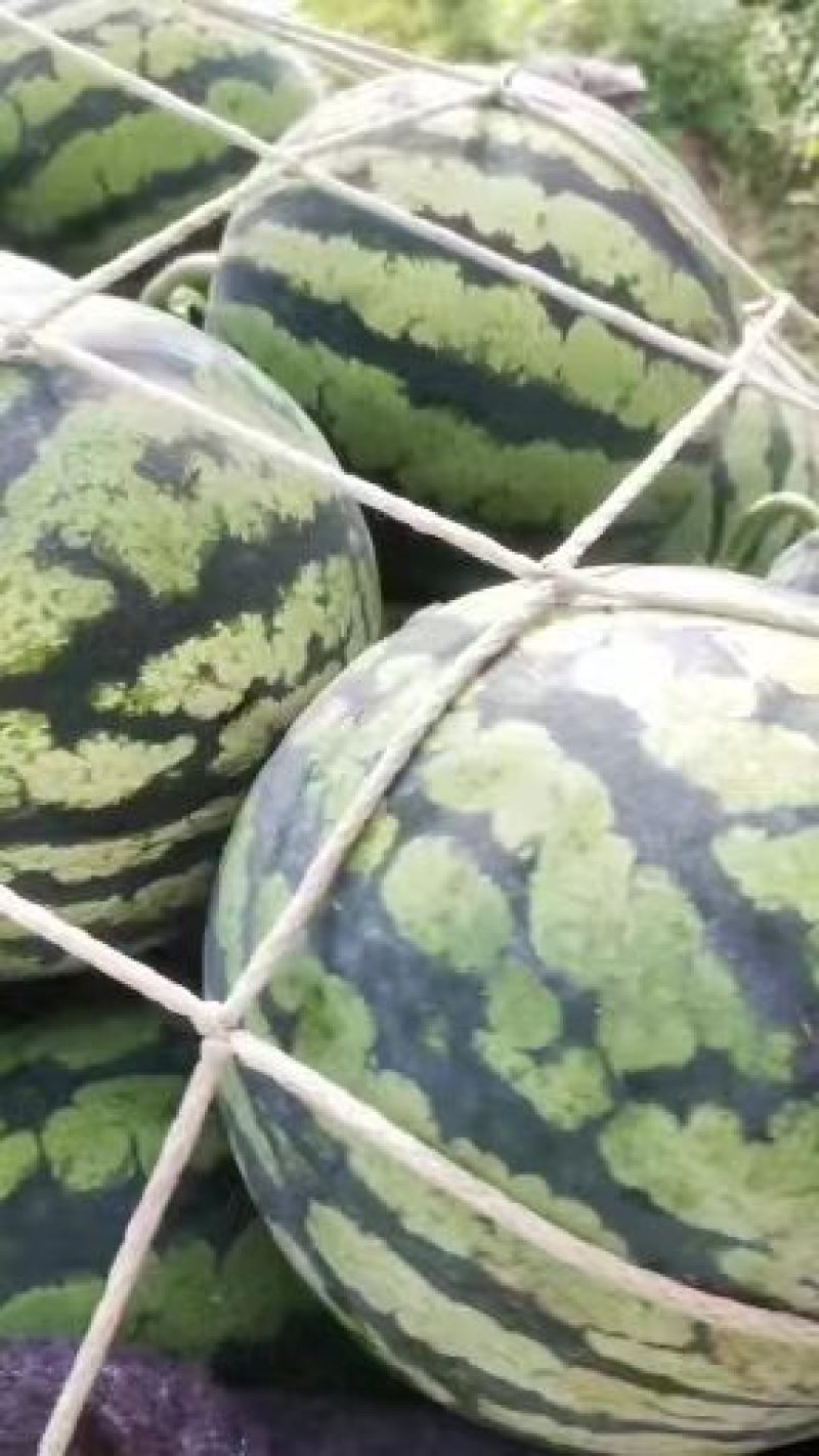 西瓜正宗应季