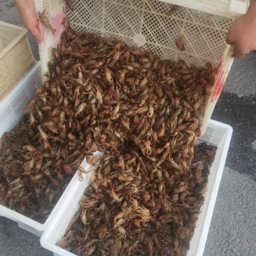 现苗直发优质嫁接品种龙虾苗包运输服务