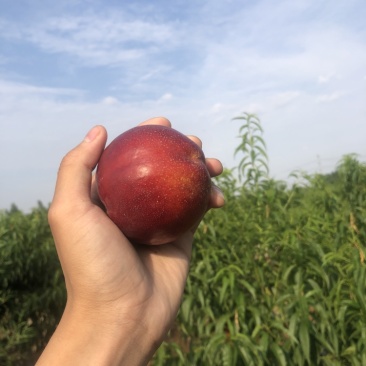 精品桃长期供货