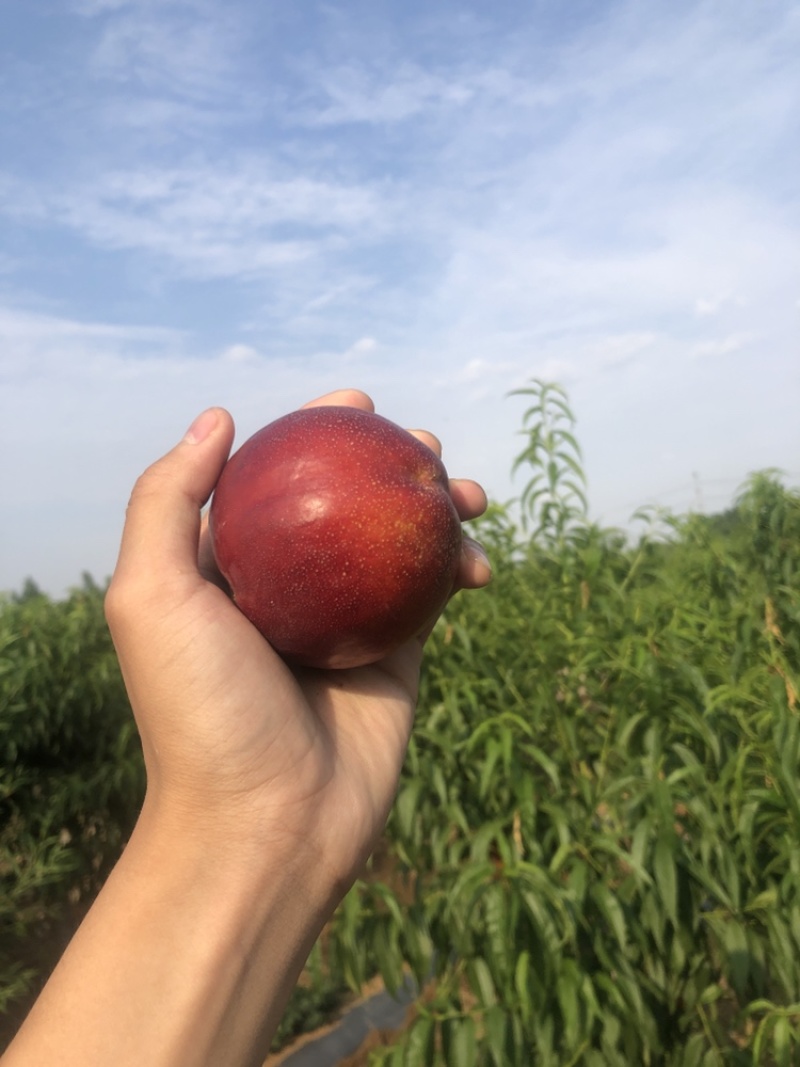 桃正品保障下单秒发