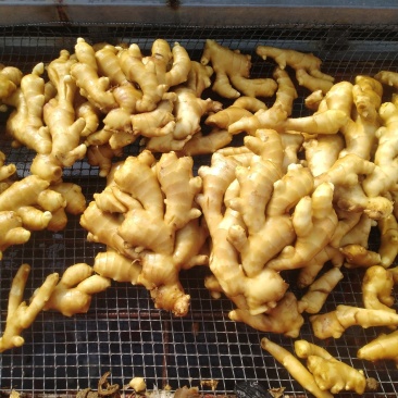 天然新鲜生姜现货秒发量大优惠