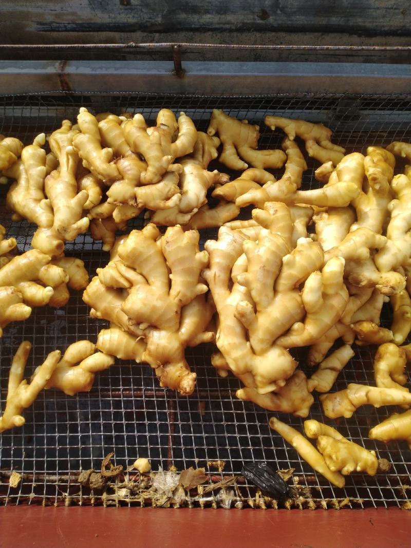 天然新鲜生姜现货秒发量大优惠