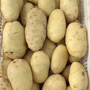 正宗土豆源头供应价格美丽