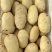 正宗土豆源头供应价格美丽