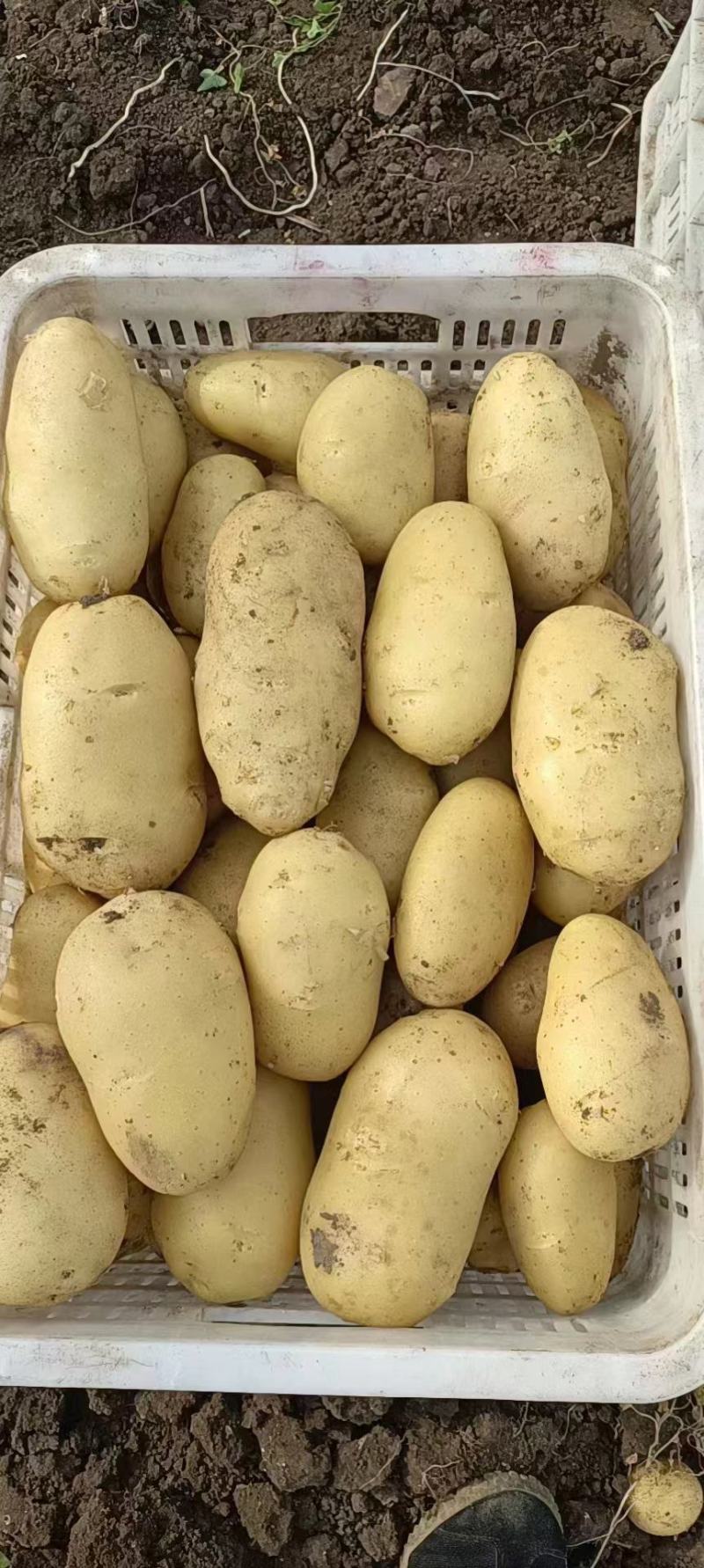 正宗土豆源头供应价格美丽