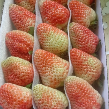 正品保障草莓全国供应