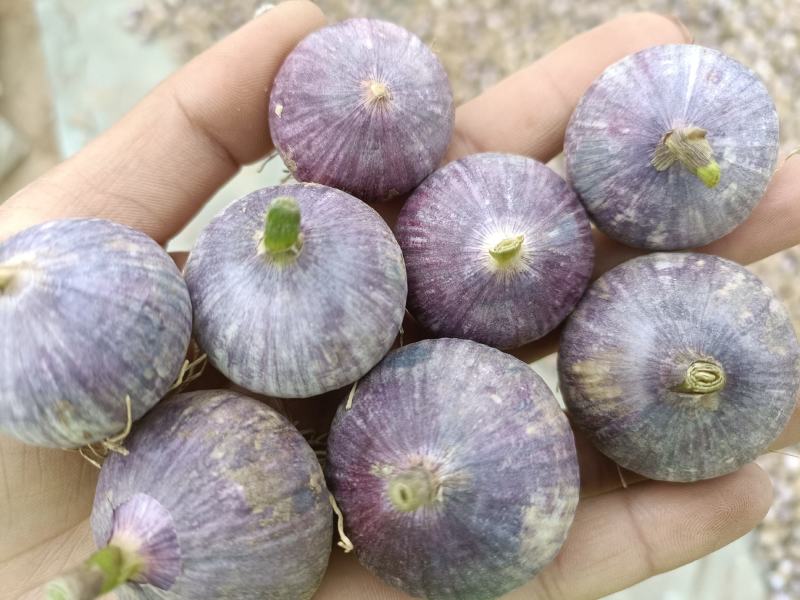 正品保障大蒜厂家直销量大从优下单秒发