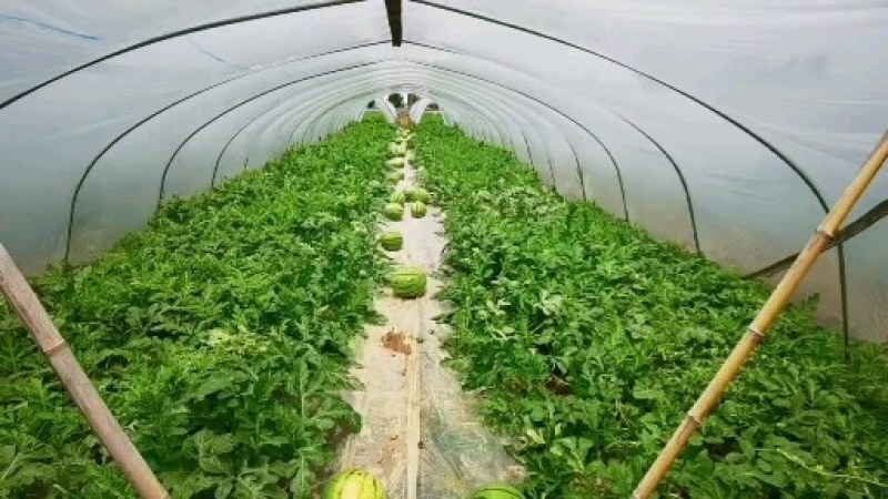 广东湛江西瓜原产地批发！对接各大市场商超平台