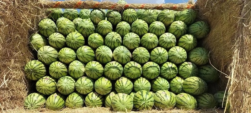 西瓜精品欢迎电话咨询量大优惠