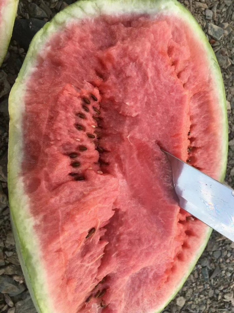 西瓜精品欢迎电话咨询量大优惠