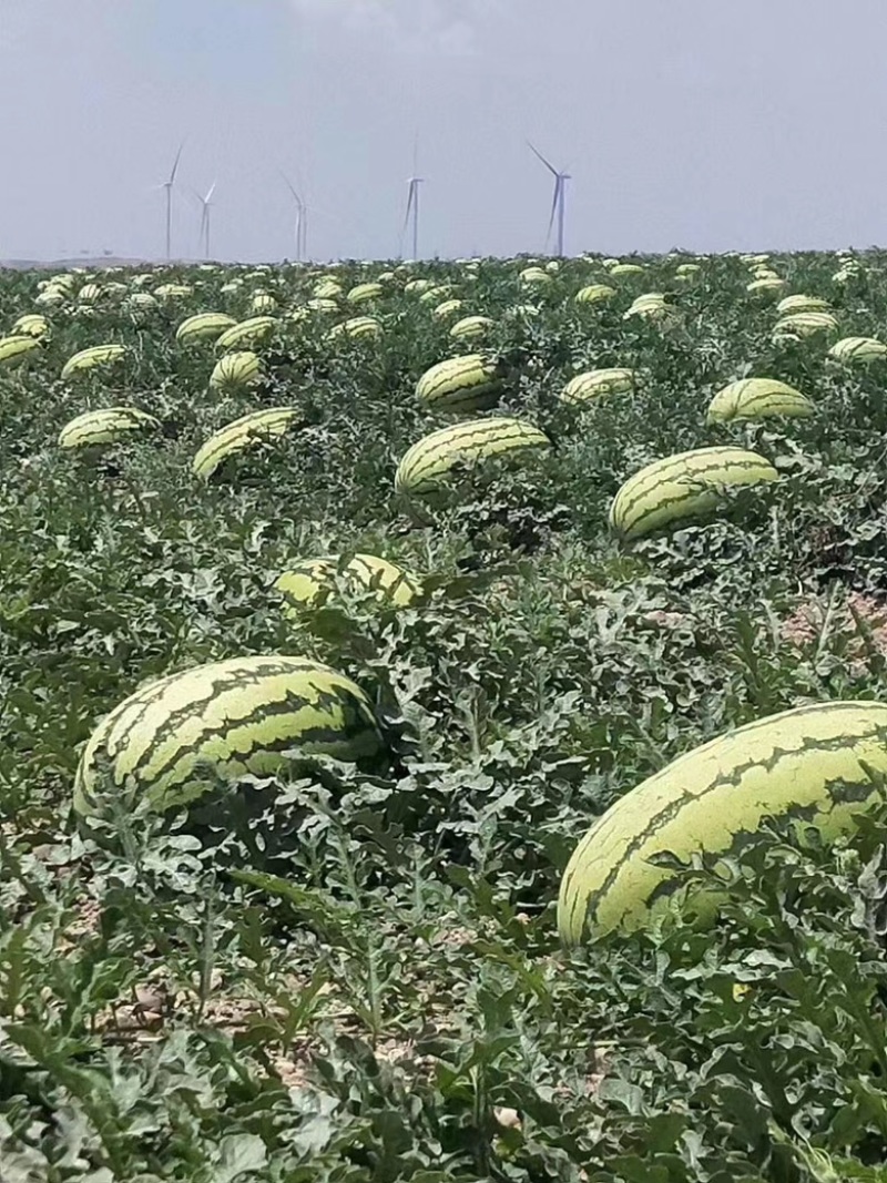 西瓜精品欢迎电话咨询量大优惠