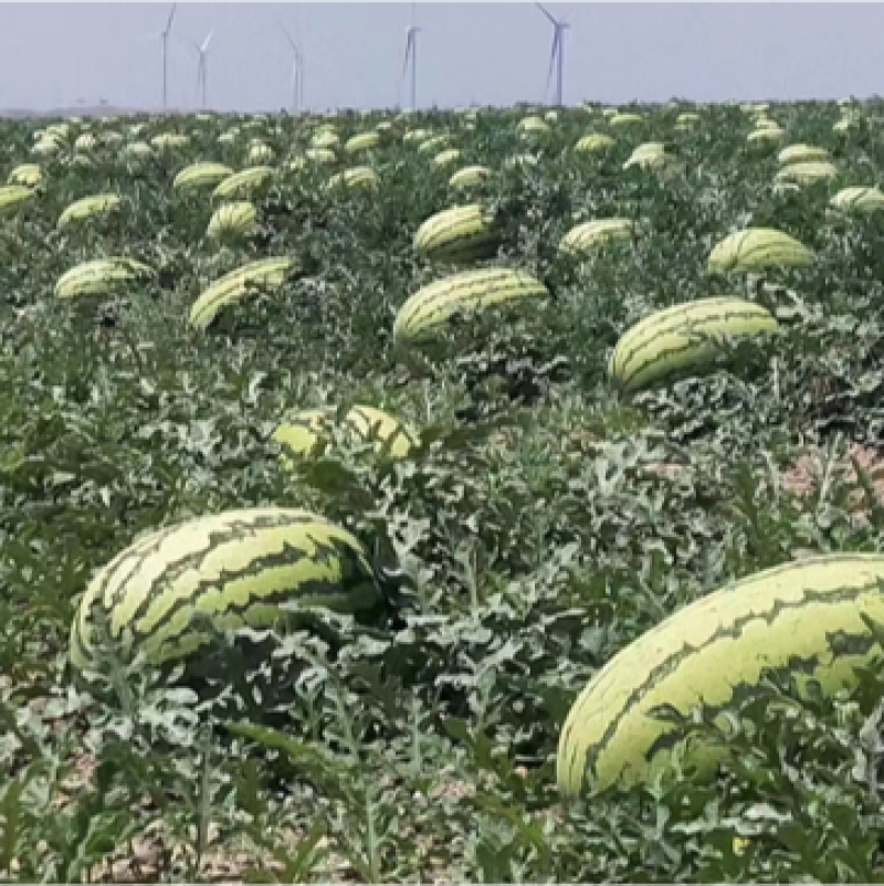 宁夏中卫石头瓜大量上市甜度14➕货好价格便宜全国代发